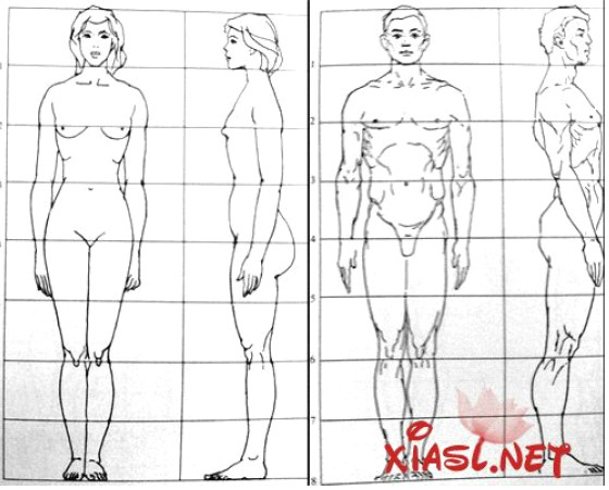 男女身材对比图